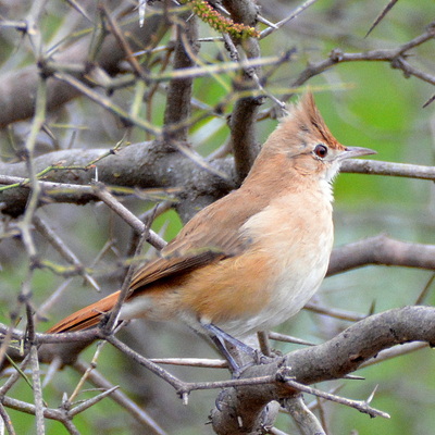 White-Throated Cacholote